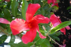 IMGP0140